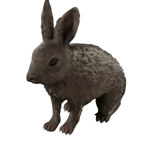 European Rabbit